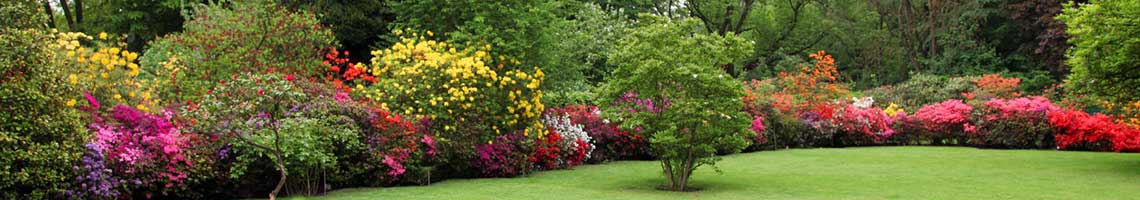 Trees and shrubs - H & H Landcaping